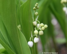 muguet