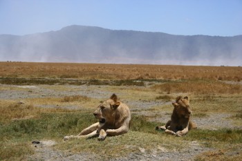 Tanzania, Wildlife, scenery, Pemba, Swahili, Safari, Serengeti