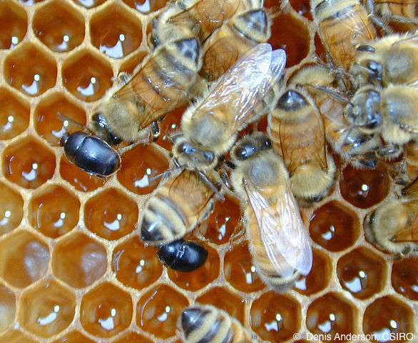 Aethina-tumida-abeilles