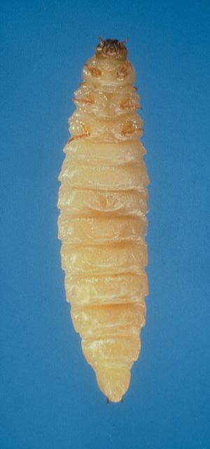 Aethina-tumida-larve