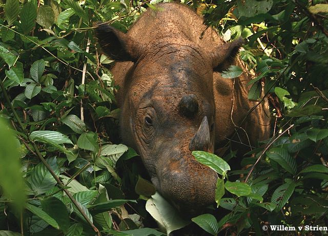 Sumatran_Rhinoceros