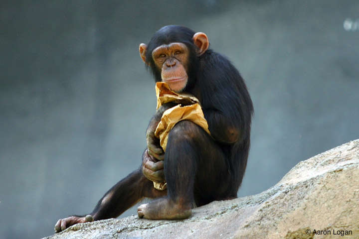 Chimpanze 2