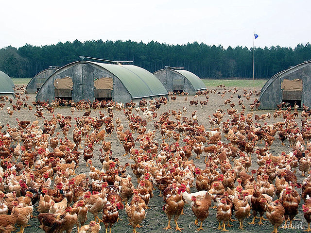 Influenza aviaire grippe aviaire Volailles_des_Landes