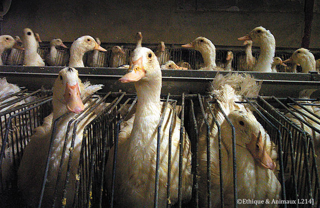 gavage canards influenza aviaire