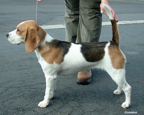 Chien de race beagle