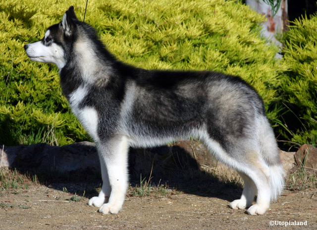 chien de race Siberian-husky