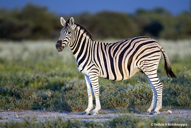 Equus_quagga UICN zebre
