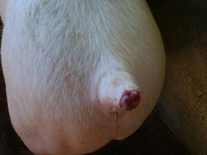 morsure-caudectomie-porc
