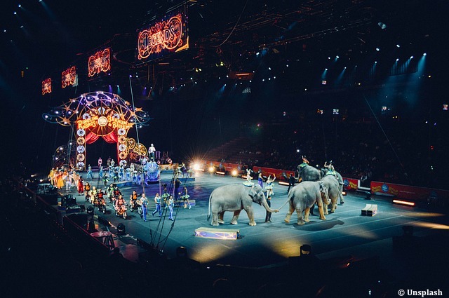 animaux de cirque