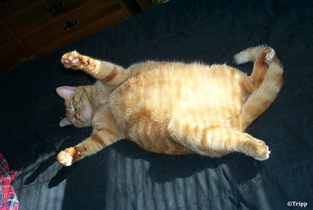 probiotiques chat obesite