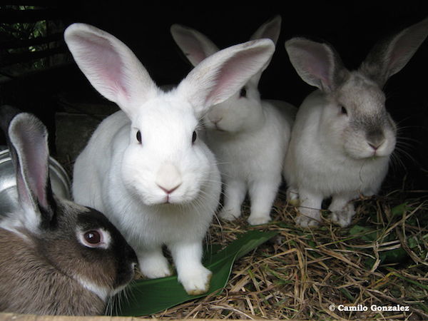 Le lapin de compagnie est un animal actif. la litière du lapin dépend s'il vit dehors ou dans la maison. Les lapins vivent dans un endroit sec