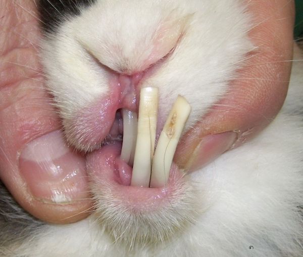 le lapin de compagnie a des dents à surveiller. Il est sujet à des parasites. Il peut avoir la myxomatose, la VHD ou RHD. Il faut faire vacciner son lapin.