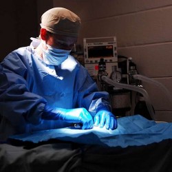 chirurgie-veterinaire