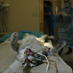 anesthesie-chat