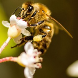 Abeille-pollinisateur