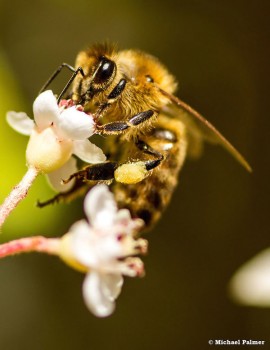 Abeille-pollinisateur