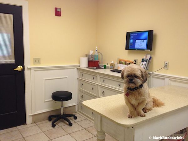 établissement de soins vétérinaires : les cahiers des charges pour la pratique canine sont parus