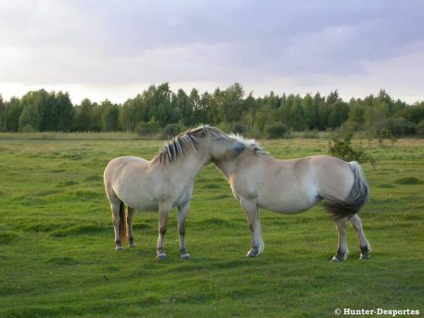 Vu l’importance bien-être du cheval et la nécessité d’offrir aux équidés des contacts sociaux en extérieur, il convient de savoir déchiffrer les interactions qui les relient dans un groupe