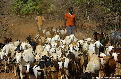 La peste des petits ruminants provoque des pertes 1,3 à 1,8 milliards d’euros par an. Dans les troupeaux non vaccinés, elle tue jusqu’à 90 % des caprins et des ovins infectés.