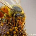 abeille-apiculture