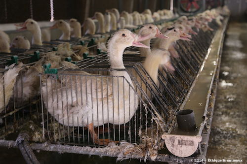 Normes minimales relatives aux palmipèdes destinés à la production de foie gras