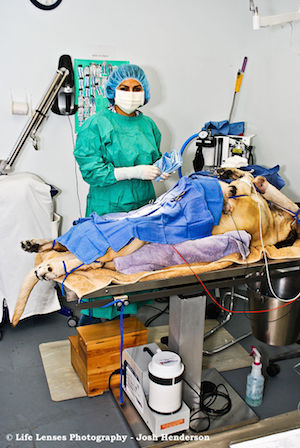 Gestion de la douleur en médecine vétérinaire, une réactualisation des bonnes pratiques aux Etats-Unis