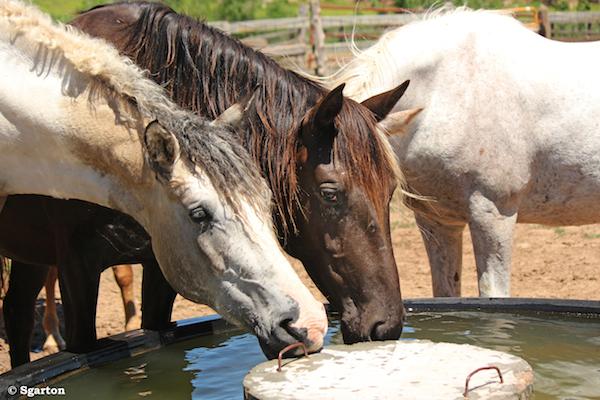 Vu l’importance bien-être du cheval et la nécessité d’offrir aux équidés des contacts sociaux en extérieur, il convient de savoir déchiffrer les interactions qui les relient dans un groupe