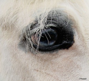 ophtalmologie-equine