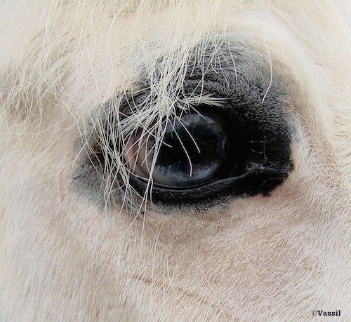 La publication rassemble les données les plus récentes sur les maladies oculaires du cheval rendant plus accessible l’état actuel de l'ophtalmologie équine.