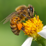 vetitude-apiculture