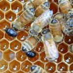 Aethina tumida abeilles