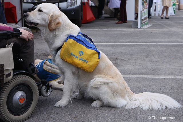 ENVA-accessibilite-chien-assistance-handicapé