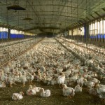elevage volailles US influenza aviaire