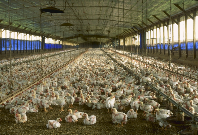Influenza aviaire : Un renforcement des mesures de biosécurité est préconisé par l’OIE dans les élevages, afin d’enrayer sa diffusion mondiale.