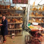 influenza aviaire marché volailles Chine