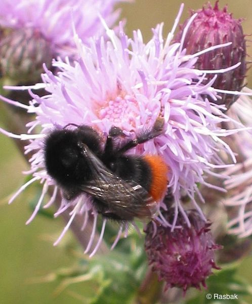 La contribution économique des abeilles sauvages à la pollinisation des cultures se chiffre en milliards. 2 % des espèces sauvages assurent la pollinisation de 80 % des cultures dans le monde.