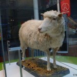 Dolly_the_sheep,_National_Museums_of_Scotland,_Edinburgh_-_geograph.org.uk