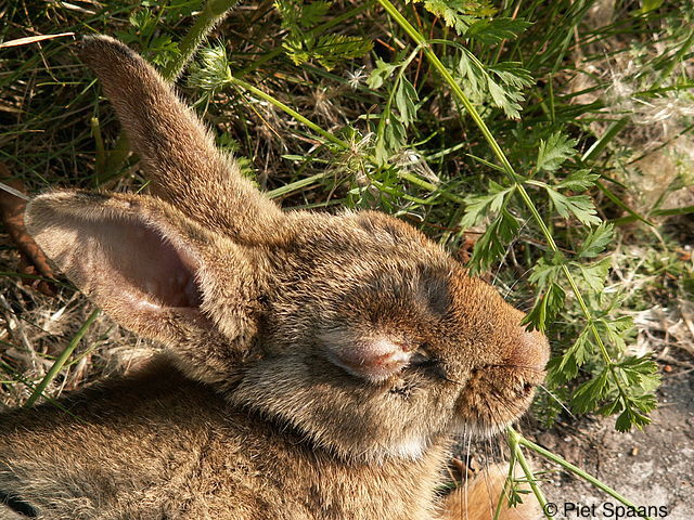 Myxomatose : Le virus, souvent mortel pour le lapin, affecte peu l’homme. Des chercheurs ont découvert qu'il empêche la réaction du greffon contre l’hôte