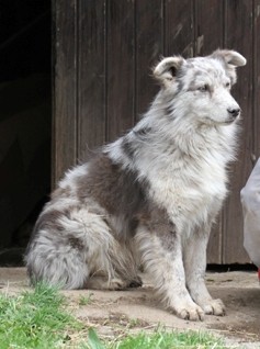 Le berger d’Auvergne est un chien de troupeau, de garde, de chasse. Réputé pour son intelligence, il a pourtant peu à peu cédé la place au border collie.