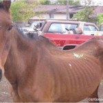 maltraitance animale cheval