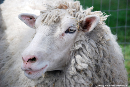 Au 09 octobre 2015, une soixantaine de foyers de fièvre catarrhale ovine (FCO) ont été confirmés dans onze départements couvrant tout le centre de la France