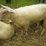 Mouton charollais FCO
