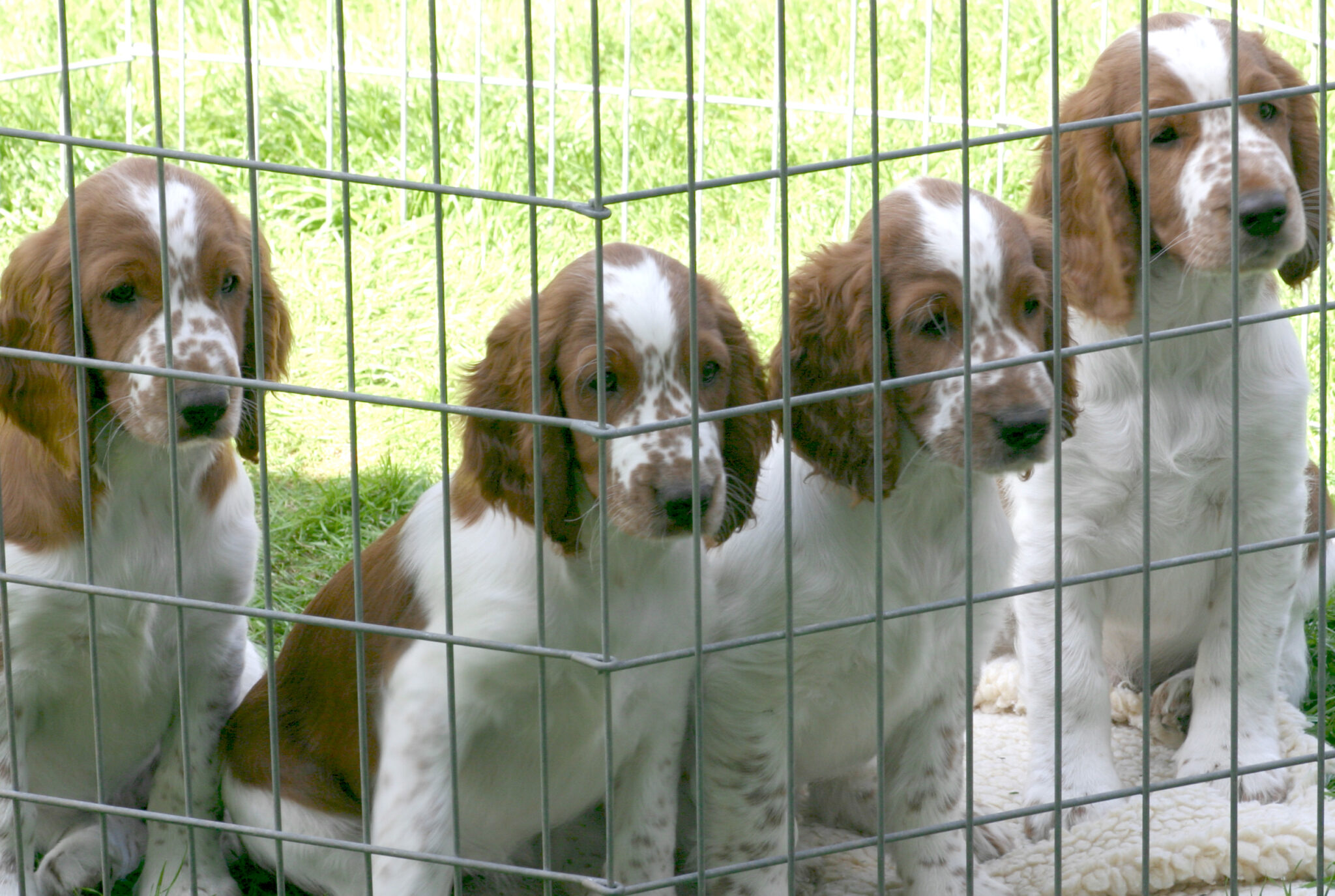 L’ordonnance sur le commerce et la protection des animaux de compagnie encadre la vente et l'élevage de chiens et de chats.