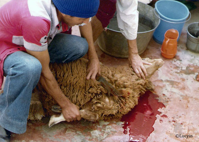 L'Ordre des vétérinaires a officiellement annoncé la position de la profession vétérinaire sur l’abattage des animaux domestiques en France.