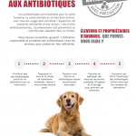 antibioresistance canine