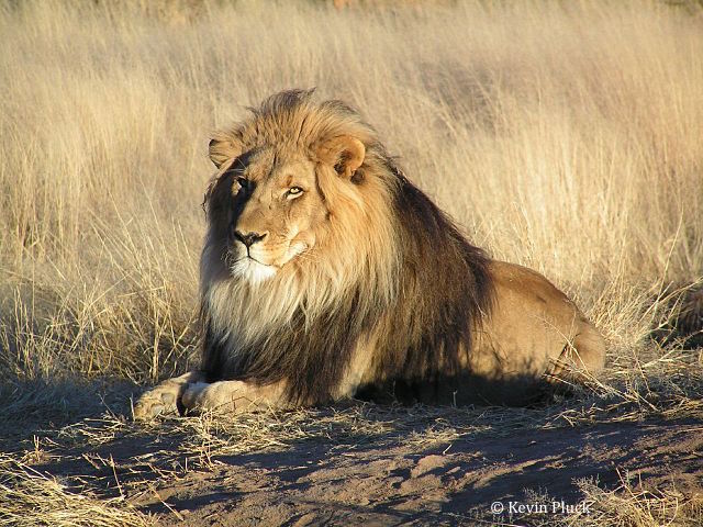 Désormais, les services du ministère de l’Écologie ne délivreront plus de permis d’importation pour les trophées de chasse de lion. Ségolène Royal l’a annoncé à la Fondation Brigitte Bardot