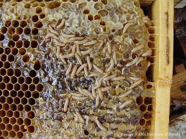 L’Efsa conclut que le petit coléoptère de la ruche (Aethina tumida) pourrait se propager rapidement sur de grandes distances via les mouvements de ruchers infestés.