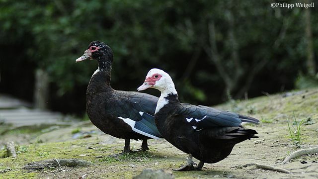 Treize foyers d’influenza aviaire hautement pathogène pour les volailles (sérotypes H5N1, H5N2 et H5N9) ont été détectés dans cinq départements du sud-ouest de la France
