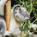 Koala chlamydiose 1