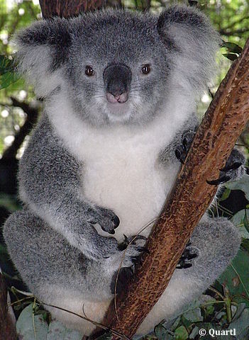 L'infection à Chlamydia provoque une mortalité élevée chez les koalas d’Australie. Entre 30 et 50 % des koalas sauvages souffrent de cette maladie